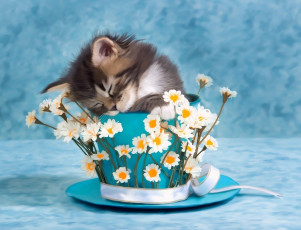 Картинка разное компьютерный+дизайн фото цветы чашка котенок