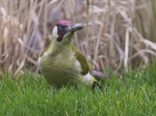 Картинка животные дятлы птица луг трава