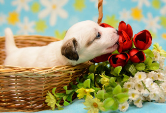Картинка животные собаки щенок цветы корзина малыш