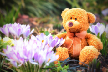 Картинка разное игрушки весенний тедди крокусы весна цветы плюшевый мишка