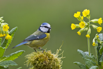 Картинка животные синицы +лазоревки фон птица синица ветки цветы