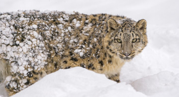 Картинка животные снежный+барс+ ирбис снег пятна мех морда молодой детёныш хищник кошка барс зоопарк зима