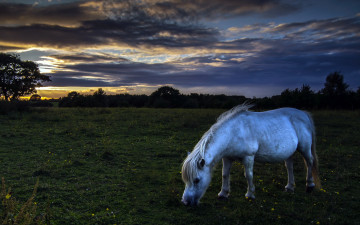 Картинка животные лошади природа ночь поле конь
