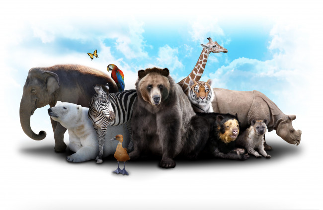 Обои картинки фото разное, компьютерный дизайн, коала, медведь, зебра, жираф, слон, звери, белый, утка, носорог, гиена, тигр, облака, небо, бабочка, попугай