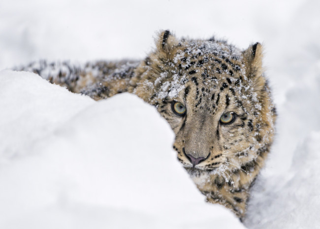 Обои картинки фото животные, снежный барс , ирбис, зоопарк, зима, снег, сугроб, выглядывает, морда, барс, кошка, хищник, детёныш, молодой