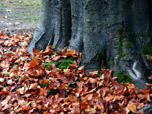 Картинка природа листья ствол осень