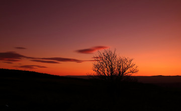Картинка природа восходы закаты дерево зарево силуэт небо