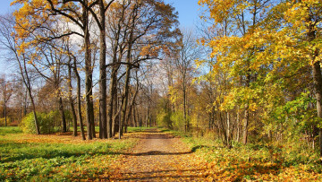 Картинка природа дороги пейзаж дорога деревья лес осень