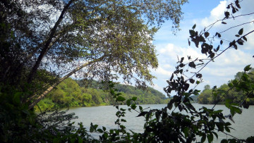 Картинка природа реки озера лето деревья река