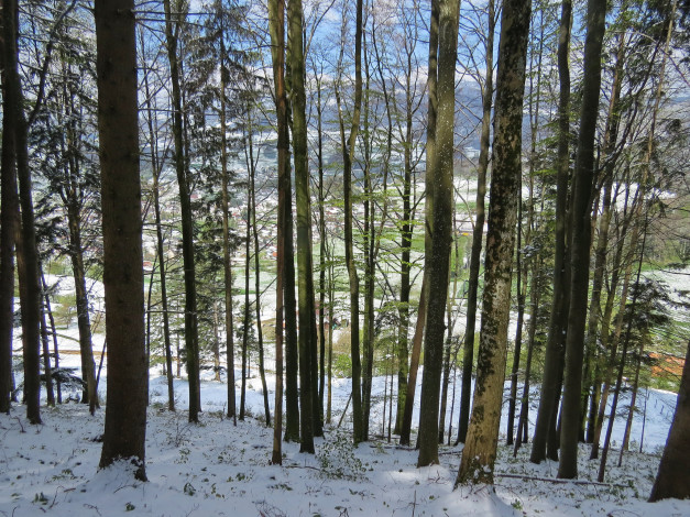 Обои картинки фото природа, лес, снег