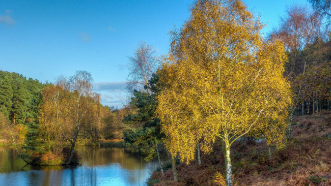 Обои картинки фото природа, реки, озера, осень, деревья, лес, озеро, водоём