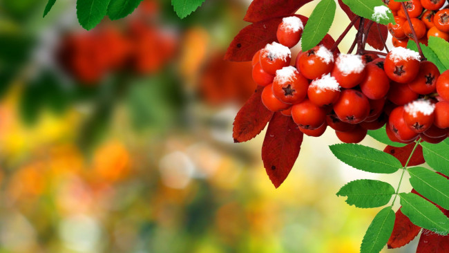 Обои картинки фото природа, Ягоды,  рябина, снег, осень, гроздь