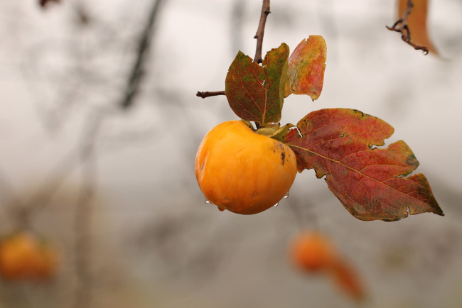Обои картинки фото природа, плоды, ветка, яблоко, осень