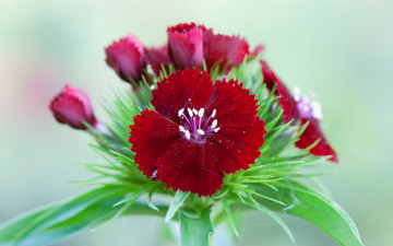 Картинка цветы гвоздики природа китайская гвоздика цветок лепестки