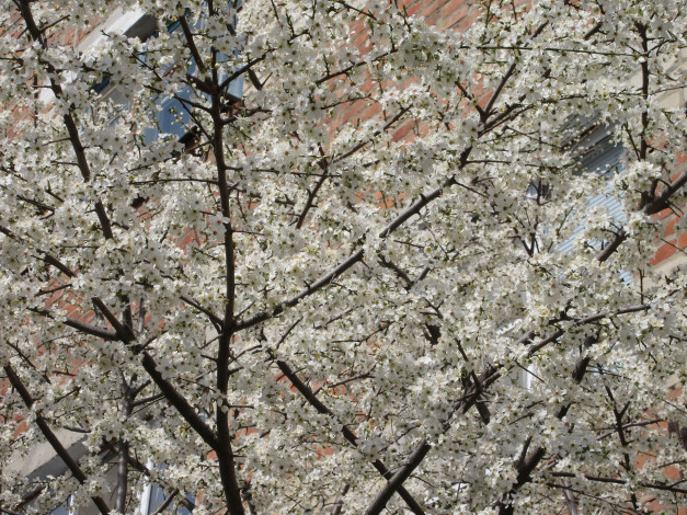 Обои картинки фото цветы, цветущие деревья ,  кустарники, апрель, весна, 2018