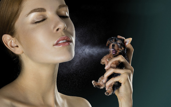 Обои картинки фото юмор и приколы, собака, парфюм, лицо, девушка
