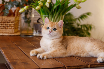 Картинка животные коты кошка взгляд цветы стол