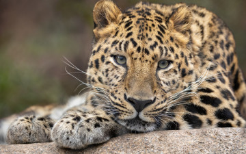 Картинка животные леопарды морда фон портрет леопард дикая кошка вгляд