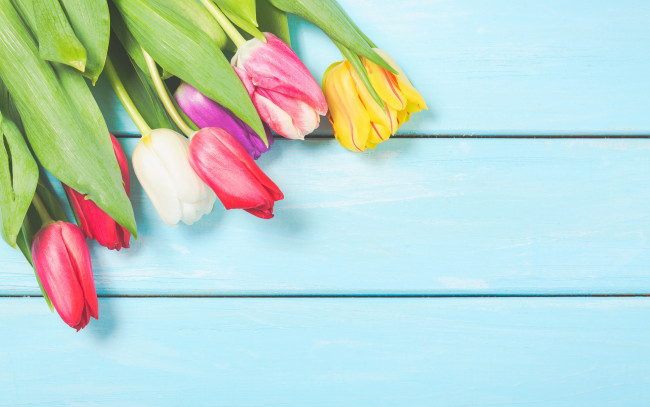 Обои картинки фото цветы, тюльпаны, colorful, wood, flowers, tulips, spring