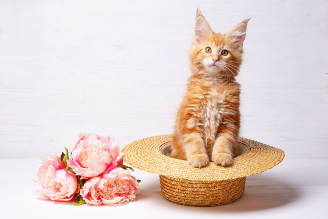 Обои картинки фото животные, коты, цветы, шляпа, киса