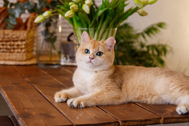 Обои картинки фото животные, коты, кошка, взгляд, цветы, стол