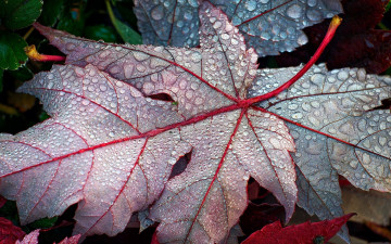 Картинка природа листья кленовый лист макро капли