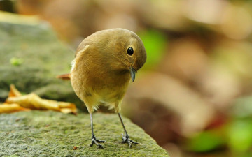 Картинка животные птицы птица камни