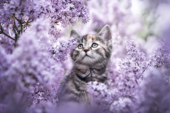 Картинка животные коты кошка цветы ветки котенок серый портрет весна сад милый мордашка сидит полосатый цветение кусты сирень сиреневые