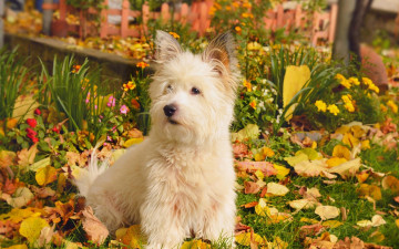Картинка животные собаки собака листья трава осень