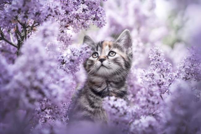 Обои картинки фото животные, коты, кошка, цветы, ветки, котенок, серый, портрет, весна, сад, милый, мордашка, сидит, полосатый, цветение, кусты, сирень, сиреневые