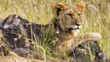 Картинка животные львы львенок камни трава