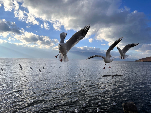 Обои картинки фото животные, чайки,  бакланы,  крачки, море, облака