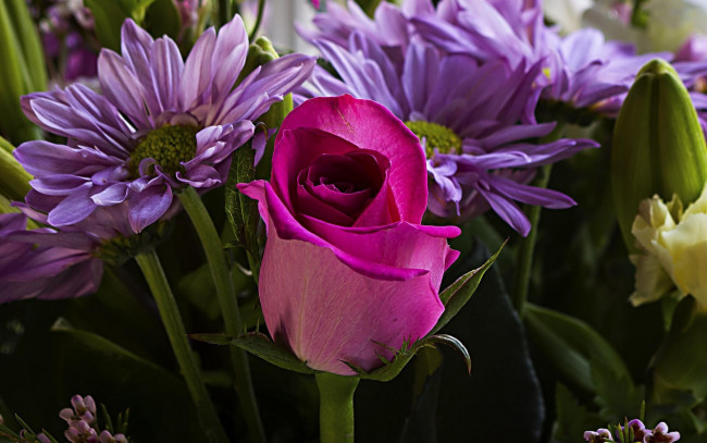 Обои картинки фото цветы, разные вместе, хризантемы, роза