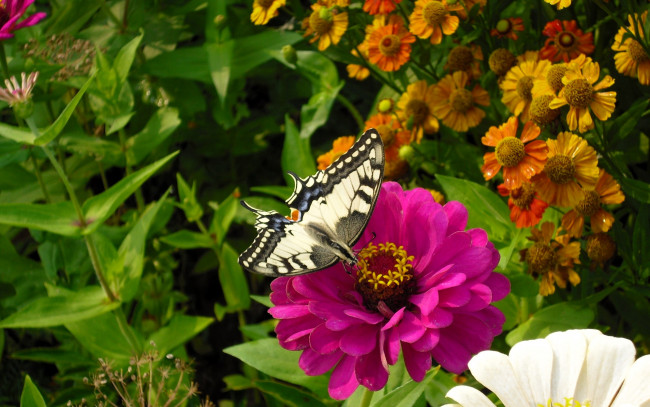 Обои картинки фото животные, бабочки,  мотыльки,  моли, бабочка, цветы, сад