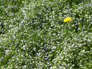 Картинка одуванчики цветы луговые полевые