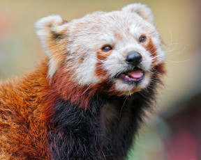 Картинка животные панды red panda малая панда