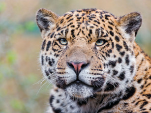 Картинка животные Ягуары хищник морда взгляд кошка