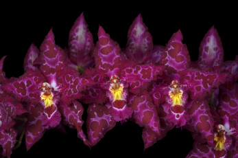 Картинка цветы орхидеи пятнистый экзотика