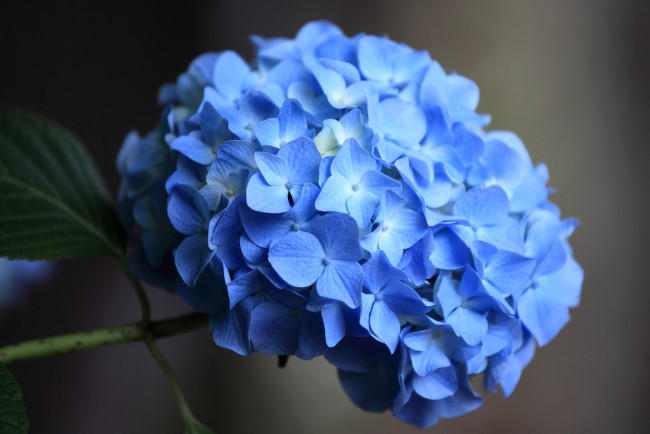 Обои картинки фото цветы, гортензия, шар, голубой