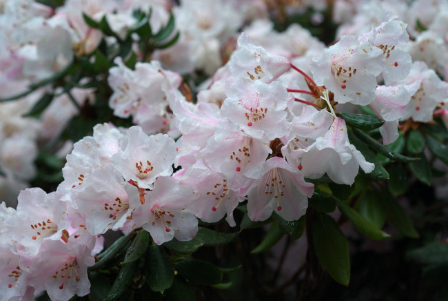 Обои картинки фото цветы, рододендроны, азалии, бледно-розовый, капли