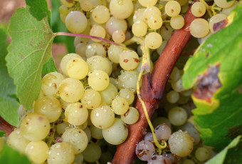 Картинка природа Ягоды виноград гроздь лоза