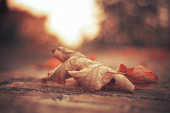 Картинка природа листья сухой лист осень