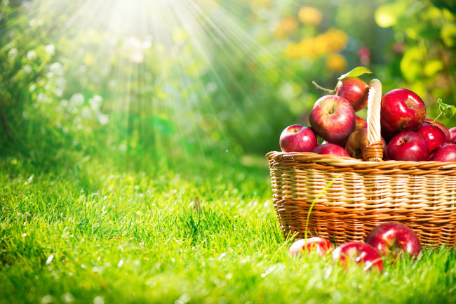 Обои картинки фото еда, Яблоки, яблоки, корзина, лучи, трава
