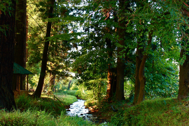 Обои картинки фото mtirala, national, park, грузия, аджария, природа, парк, деревья, тропинка