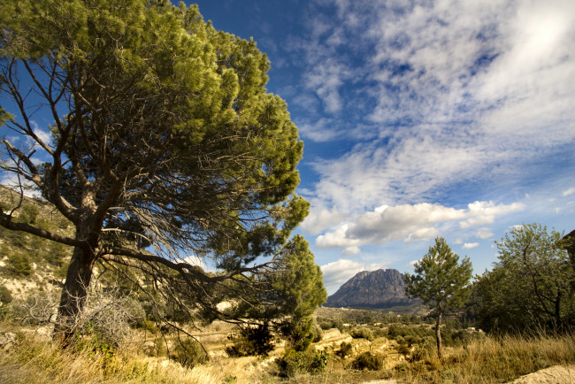 Обои картинки фото puig, campana, mountain, spain, природа, пейзажи, долина, деревья, испания, гора, пуч, кампана