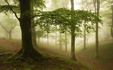 Картинка природа лес утро деревья овраг туман