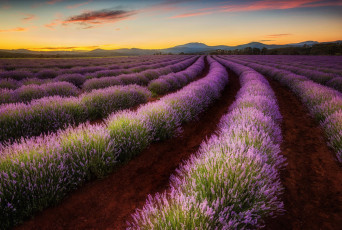 Картинка цветы лаванда австралия тасмания долина поле