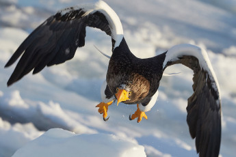 Картинка животные птицы+-+хищники крупная хищная птица семейства ястребиных белоплечий орлан полёт