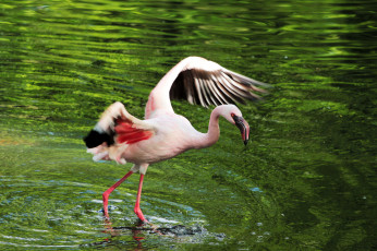 обоя животные, фламинго, птица, вода, озеро