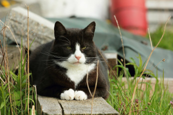 Картинка животные коты доска кот кошка коте взгляд трава